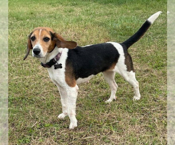 Medium Photo #4 Beagle Puppy For Sale in Dunnellon, FL, USA