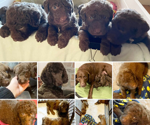 Chesa-Poo Puppy for sale in PRINCETON, MN, USA