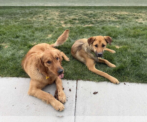 Medium Photo #4 Mutt Puppy For Sale in Sandy, UT, USA