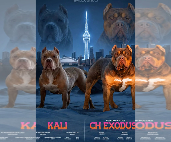 Medium Photo #1 American Bully Puppy For Sale in Brampton, Ontario, Canada