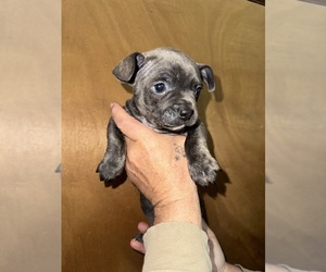French Bulldog-Rat Terrier Mix Puppy for sale in RUFFS DALE, PA, USA