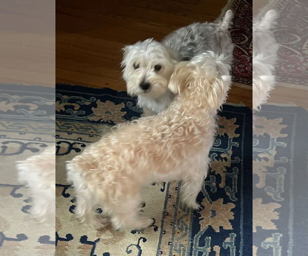 Medium Photo #5 Mutt Puppy For Sale in Allentown,, PA, USA