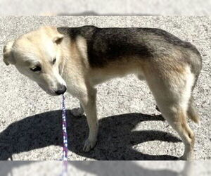 German Shepherd Dog Dogs for adoption in Houston, TX, USA