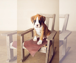Small Photo #5 Boxer Puppy For Sale in NARVON, PA, USA