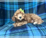 Small Cavapoo