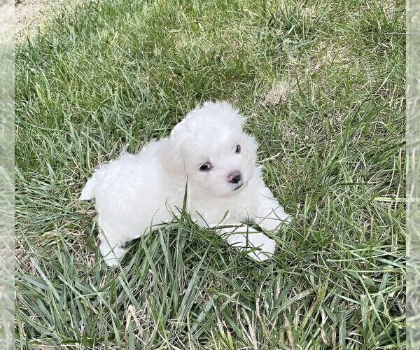 Medium Photo #3 Maltese Puppy For Sale in KANSAS CITY, MO, USA