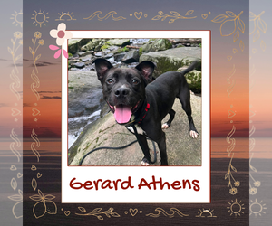 Mutt Dogs for adoption in Rockaway, NJ, USA