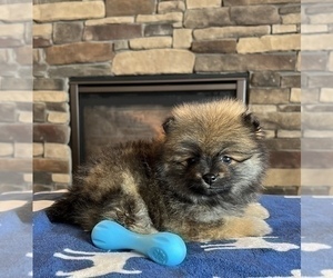 Pomeranian Puppy for sale in NOBLESVILLE, IN, USA