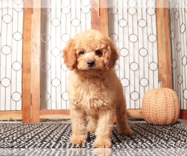 Medium Photo #3 Goldendoodle Puppy For Sale in NAPLES, FL, USA