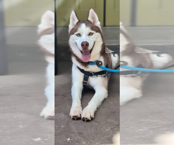 Medium Photo #2 Siberian Husky Puppy For Sale in Lancaster, PA, USA