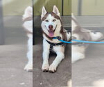 Small #1 Siberian Husky