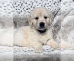 Small Photo #9 English Cream Golden Retriever Puppy For Sale in ORLANDO, FL, USA
