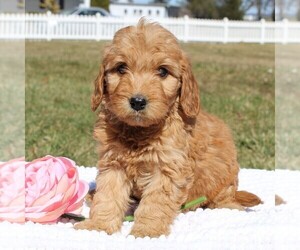 Goldendoodle-Poodle (Miniature) Mix Puppy for sale in EPHRATA, PA, USA