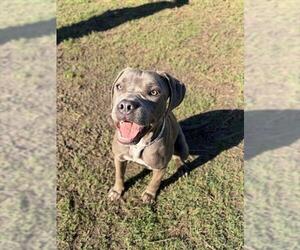 Mutt Dogs for adoption in Riverside, CA, USA