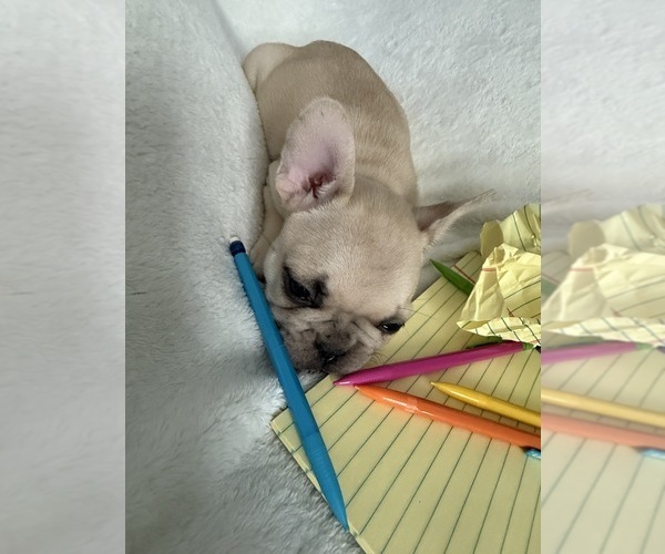 Medium Photo #6 French Bulldog Puppy For Sale in OPP, AL, USA