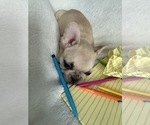 Small #5 French Bulldog