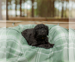 Small Photo #15 Goldendoodle Puppy For Sale in GREENBRIER, AR, USA