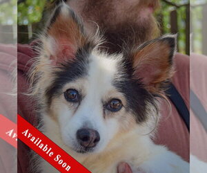Chion Dogs for adoption in Huntley, IL, USA