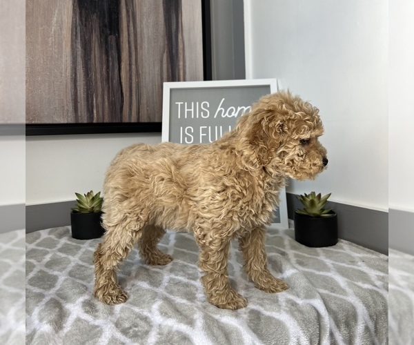 Medium Photo #2 Goldendoodle Puppy For Sale in FRANKLIN, IN, USA