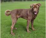 Small #3 Labrador Retriever Mix