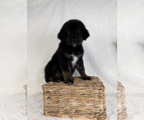 Medium Photo #4 Golden Shepherd Puppy For Sale in GREENFIELD, IN, USA