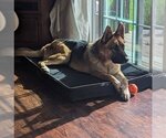 Small Photo #4 German Shepherd Dog Puppy For Sale in columbia, SC, USA