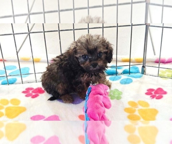 Medium Photo #3 Cavapoo (Miniature)-Poodle (Toy) Mix Puppy For Sale in ORO VALLEY, AZ, USA