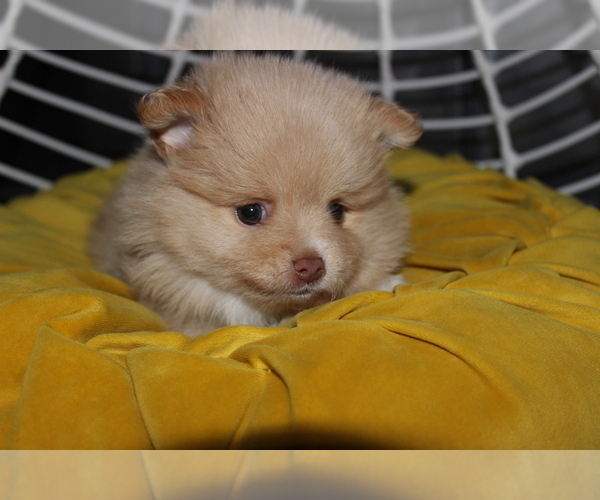 Medium Photo #2 Pomeranian Puppy For Sale in COLUMBIA, MO, USA