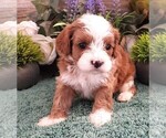 Puppy Puppy 2 Cavapoo