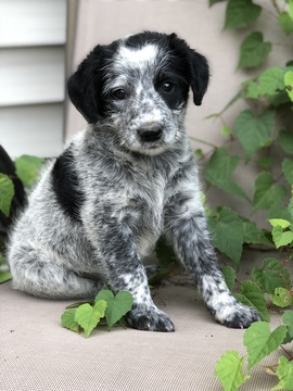person aborre bruser View Ad: Australian Cattle Dog-Poodle (Standard) Mix Litter of Puppies for  Sale near Indiana, LEO, USA. ADN-93578