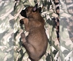 Small Photo #25 Belgian Malinois Puppy For Sale in HARKER HEIGHTS, TX, USA