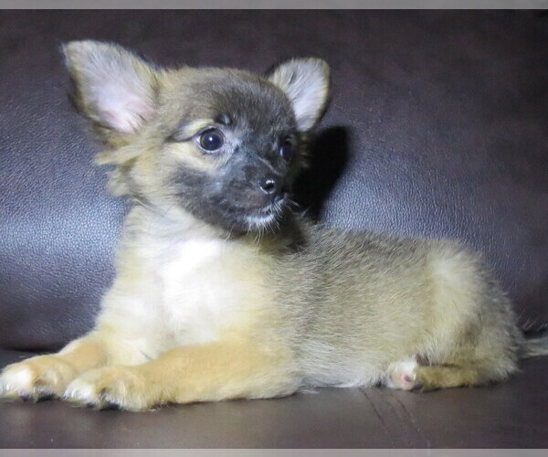 Medium Photo #14 Chihuahua Puppy For Sale in HAYES, VA, USA