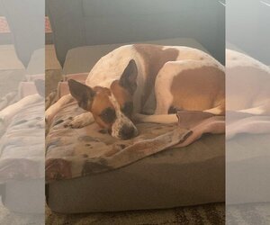 Norma - Female Mutt Dog for Adoption - Photo #10