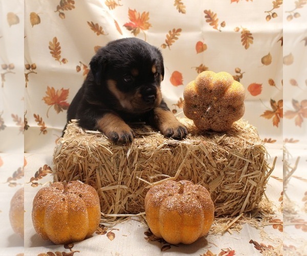 Medium Photo #13 Rottweiler Puppy For Sale in ROCKFORD, IL, USA