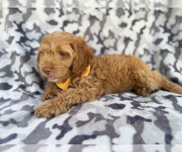Medium Photo #5 Cock-A-Poo Puppy For Sale in LAKELAND, FL, USA