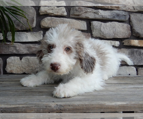 Medium Photo #2 Miniature Labradoodle Puppy For Sale in MILLERSBURG, OH, USA
