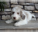 Small #1 Miniature Labradoodle