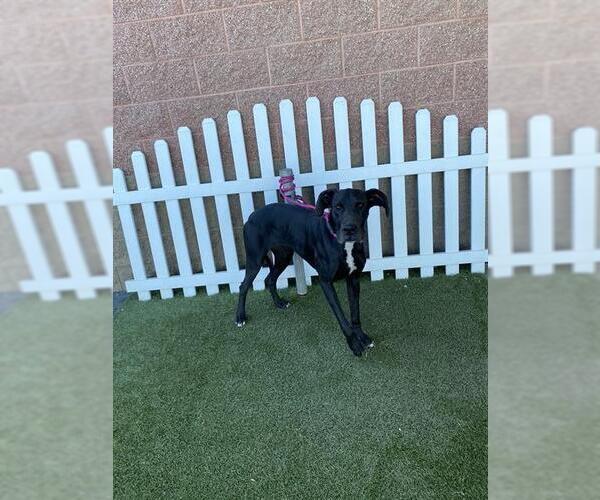 Medium Photo #1 Great Dane Puppy For Sale in Modesto, CA, USA