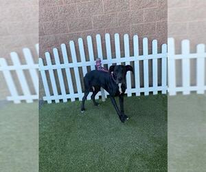 Great Dane Dogs for adoption in Modesto, CA, USA