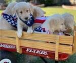 Small Photo #24 Golden Retriever Puppy For Sale in CITRUS HEIGHTS, CA, USA