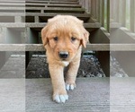 Image preview for Ad Listing. Nickname: Litter of 6
