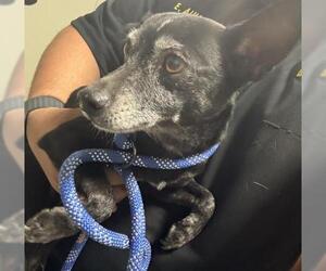Chihuahua Dogs for adoption in Bakersfield, CA, USA