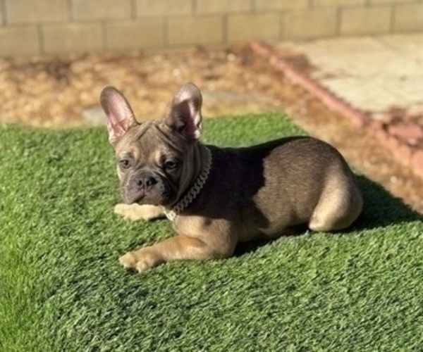Medium Photo #1 French Bulldog Puppy For Sale in HOUSTON, TX, USA