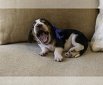 Small #1 Basset Hound