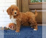 Small #3 Goldendoodle (Miniature)