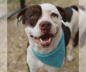 American Staffordshire Terrier Dogs for adoption in San Antonio, TX, USA