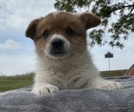 Puppy Puppy 4 female Pembroke Welsh Corgi