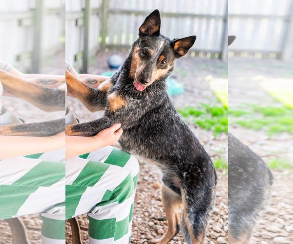 Medium Photo #2 Mutt Puppy For Sale in Jackson, MS, USA