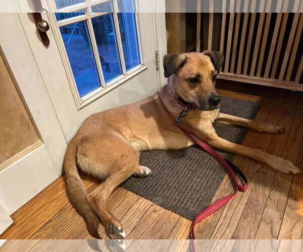 Medium Photo #4 Mutt Puppy For Sale in Woodbury, NY, USA