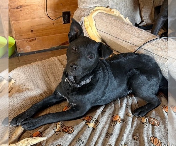 Medium Photo #3 Mutt Puppy For Sale in SHERBURNE, NY, USA